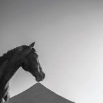 Shaun Gladwell: 1,000 Horses